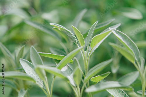 Sage is a plant in the garden. Spice. Green textured leaves of the plant. 