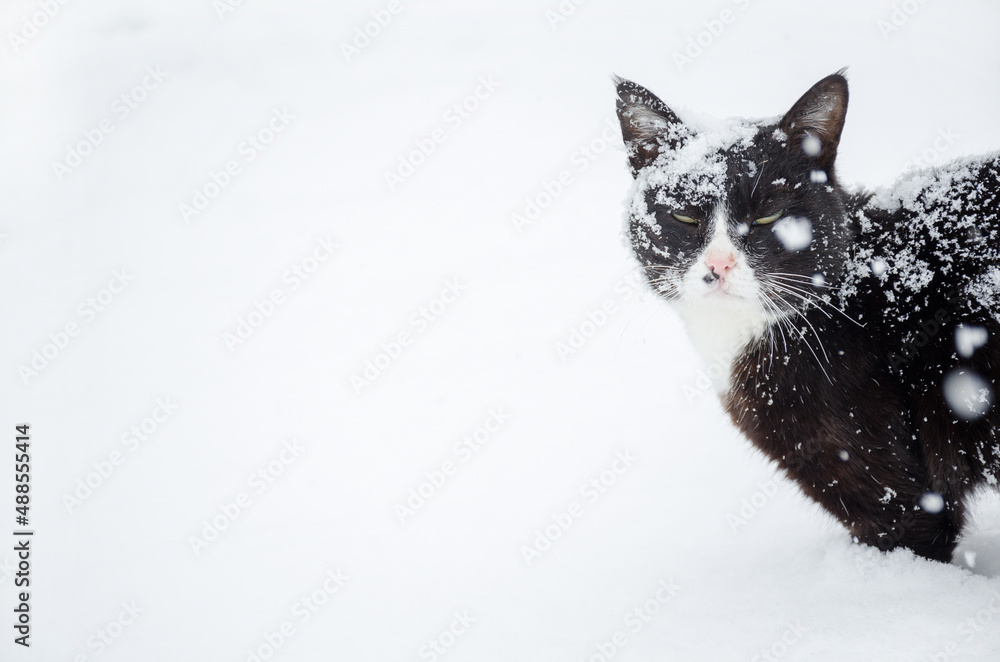 Fototapeta premium winter cat