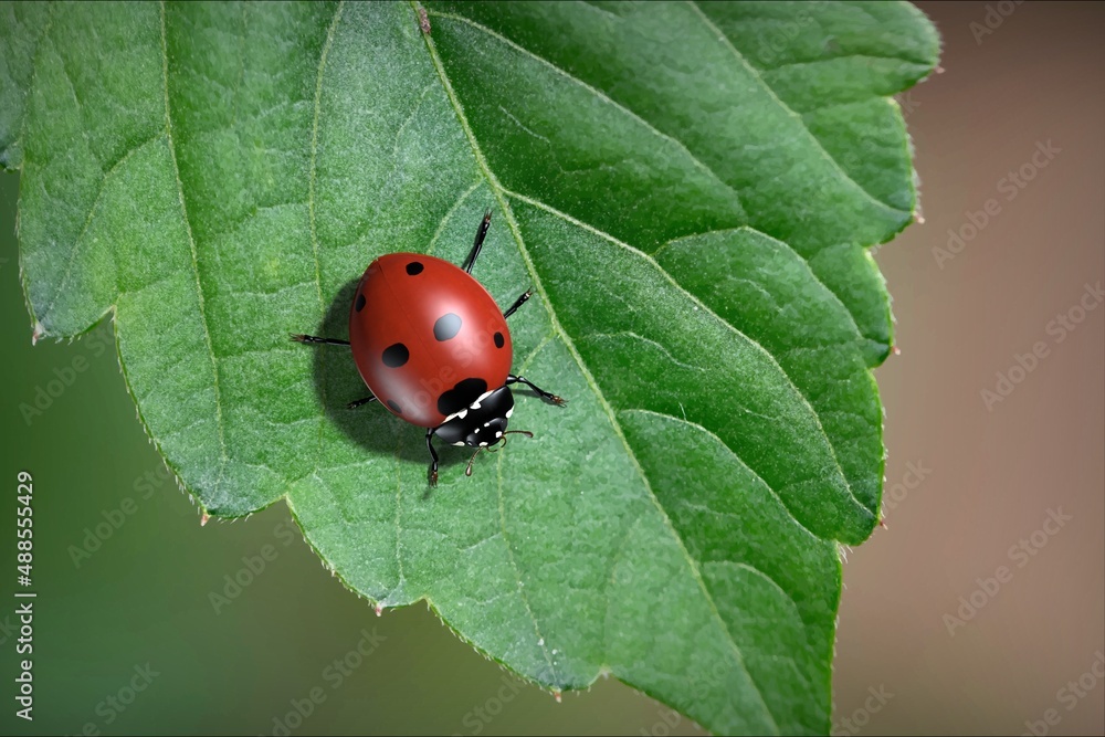 Naklejka premium Insects are ladybugs. 3d illustration