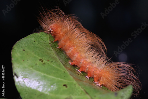 A caterpillar is foraging in a bush. These animals like to eat young leaves and fruits. photo