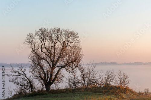 Tree at dawn and in the background a blanket of fog, Tuscany Italy