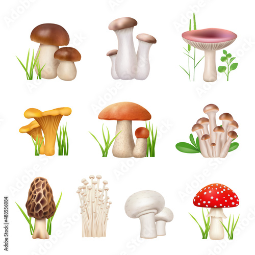 Mushrooms realistic. Vegetarian food nutrition fungus chanterelle tasty products decent vector mushrooms collection