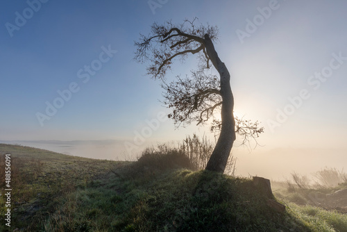 Tree at dawn and in the background a blanket of fog, Tuscany Italy