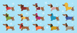 Dachshund in clothes. Winter decorative colored sweater on happy dog dachshund exact vector cartoon templates