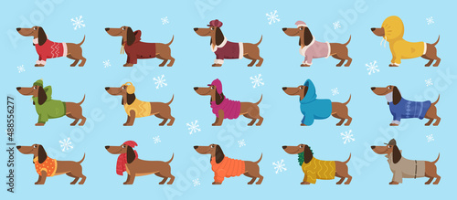 Dachshund in clothes. Winter decorative colored sweater on happy dog dachshund exact vector cartoon templates © ONYXprj