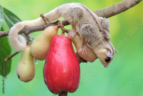 A young mosaic sugar glider eating a pink malay apple. This mammal has the scientific name Petaurus breviceps.