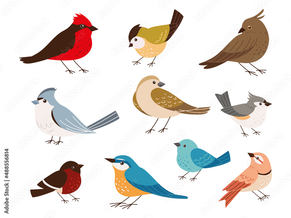 Obraz premium different type of birds