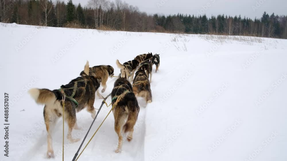 Team of northern sled dogs runs forward through snowy winter field. First person view from back of sled. Strong and hardy Alaskan huskies on race. Team of northern sled dogs runs forward through snowy winter field. First person view from back of sled. Strong and hardy Alaskan huskies on race.