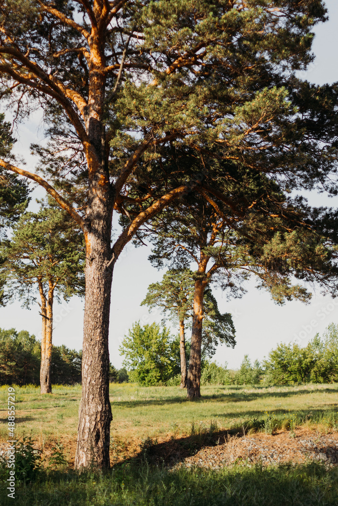 Obraz premium Forest, trees and grass in summer sunlight