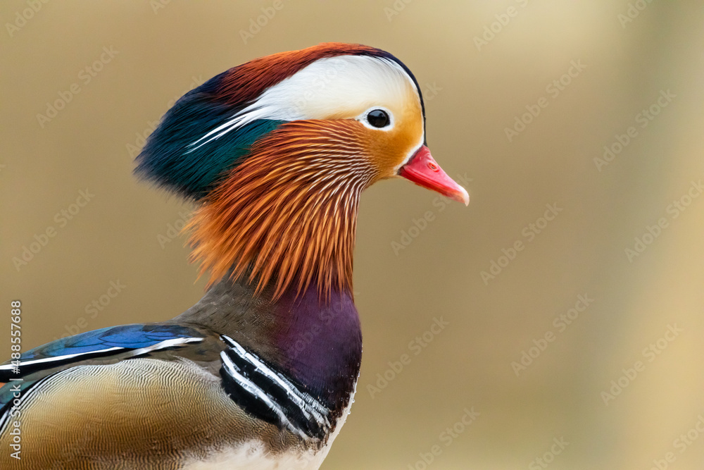 Mandarinente Erpel Mandarinente Erpel