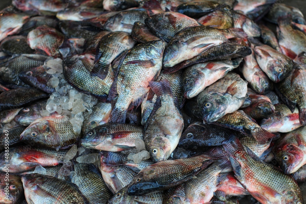 large pile of tilapia cichlid fish sale in asia fish market