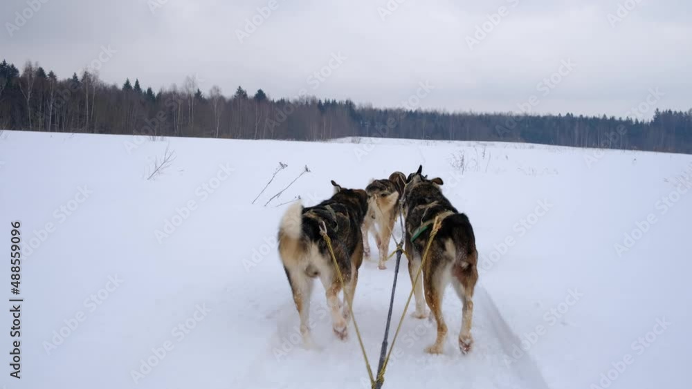 Team of northern sled dogs runs forward through snowy winter field. First person view from back of sled. Strong and hardy Alaskan huskies on race. Team of northern sled dogs runs forward through snowy winter field. First person view from back of sled. Strong and hardy Alaskan huskies on race.