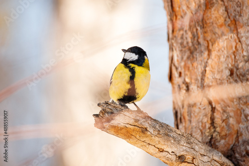 Great tit portrait in winter cute bird
