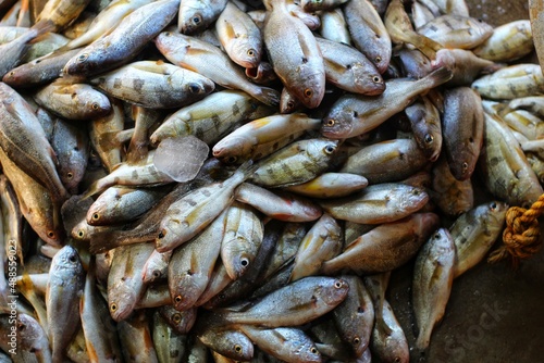 pile of different tyes of fish sale in indian fish market