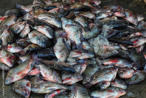 large pile of tilapia cichlid fish sale in asia fish market