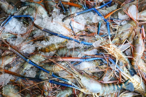 pile of fresh water giant river prawn scampi with ice for sale in indian shrimp market