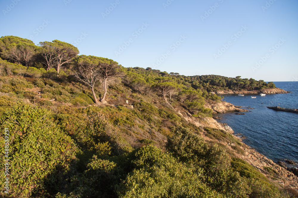 A sea of dark green umbrella pines stretches over the hills with a view over the beautiful crystalline blue mediterranean sea at the nature reserve along the trail Sentier du littoral, Saint Tropez 