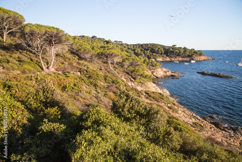 Fototapeta Naklejka Na Ścianę i Meble -  A sea of dark green umbrella pines stretches over the hills with a view over the beautiful crystalline blue mediterranean sea at the nature reserve along the trail Sentier du littoral, Saint Tropez 