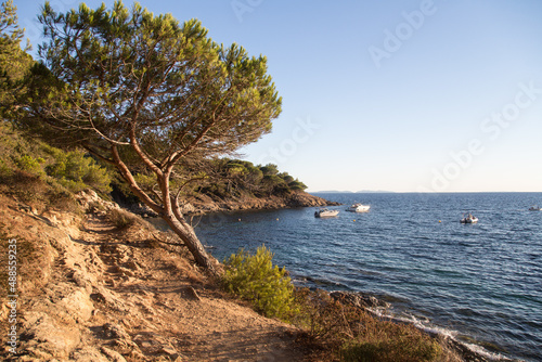 Footpath with exposed roots of curved pine trees, rocks and dense vegetation along the mediterranean - hiking trail Sentier du Littoral in the beautiful nature reserve at the peninsula Saint Tropez