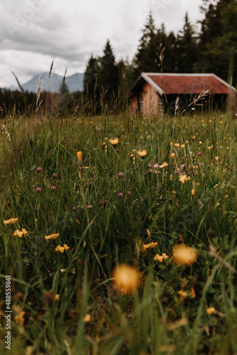 Flowers on a meadow in front of traditional wooden huts in the Alps in springtime