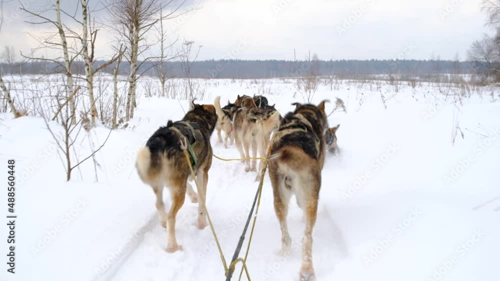 Team of northern sled dogs runs forward through snowy winter field. First person view from back of sled. Strong and hardy Alaskan huskies on race. Team of northern sled dogs runs forward through snowy winter field. First person view from back of sled. Strong and hardy Alaskan huskies on race.