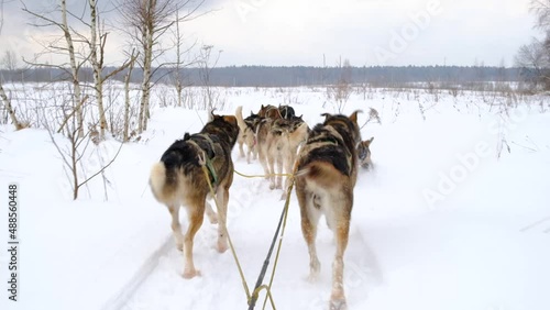 Team of northern sled dogs runs forward through snowy winter field. First person view from back of sled. Strong and hardy Alaskan huskies on race. 