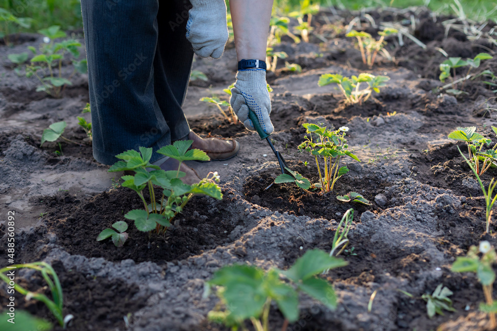 Fototapeta premium Farmer loosening soil next to young organic strawberry plants in the garden. Close up
