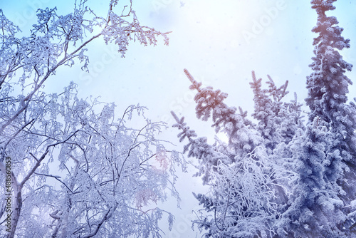 snow covered branches of trees