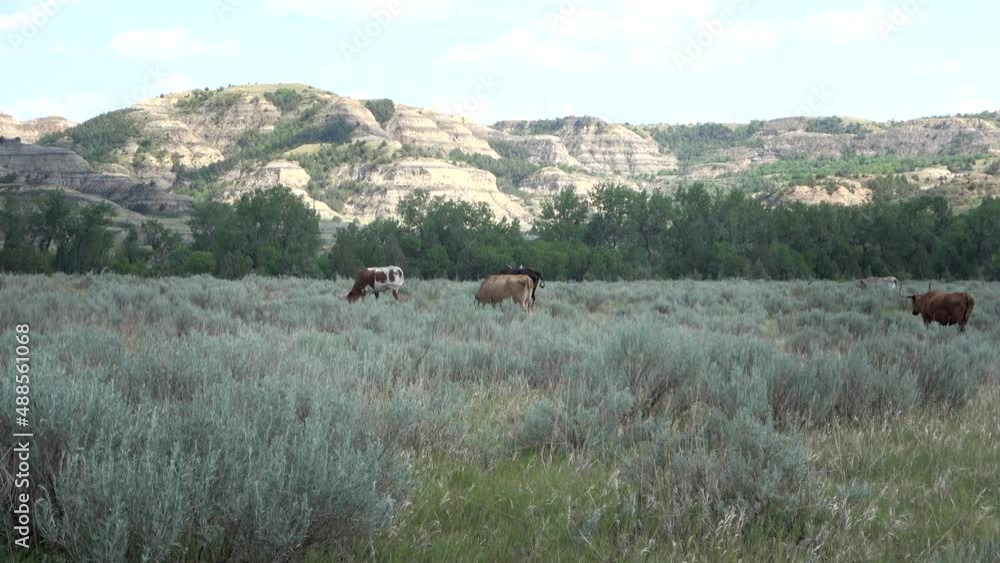 Longhorn cattle grazing in the pastures of the Theodore Roosevelt National Park, North Dakota Longhorn cattle grazing in the pastures of the Theodore Roosevelt National Park, North Dakota