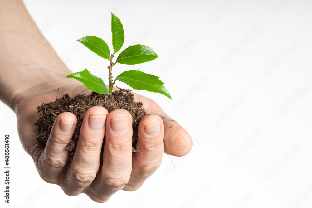 Business growth concept, seedling in hand grows on the ground Business growth concept, seedling in hand grows on the ground