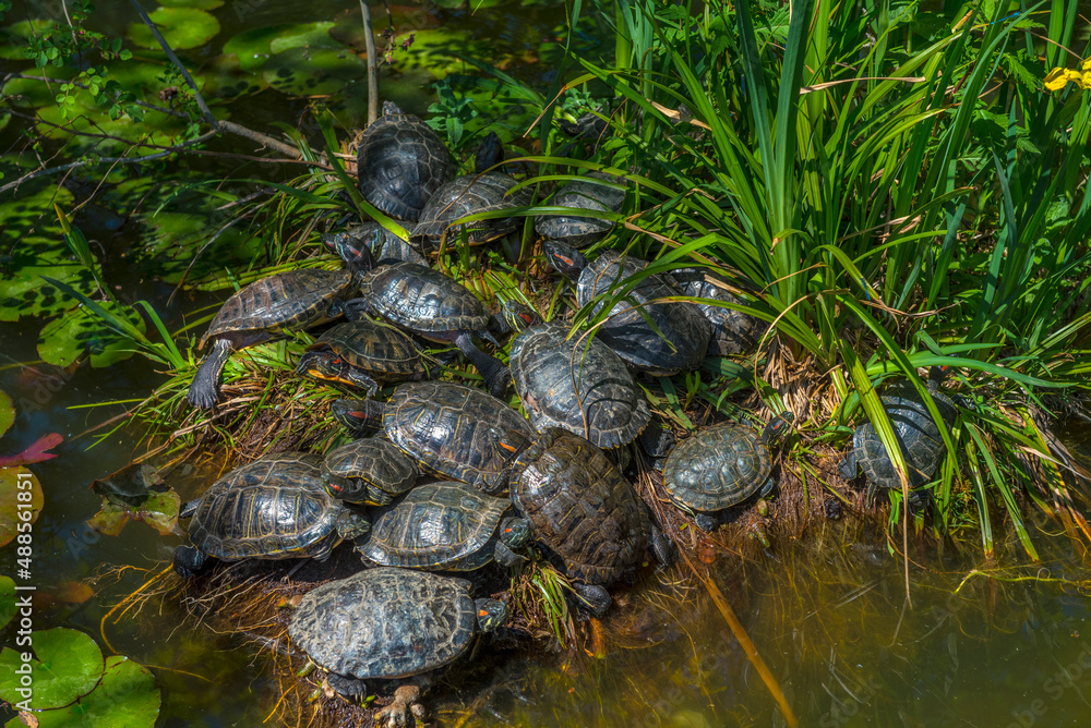 pond with red -eared turtles Crimea pond with red -eared turtles Crimea