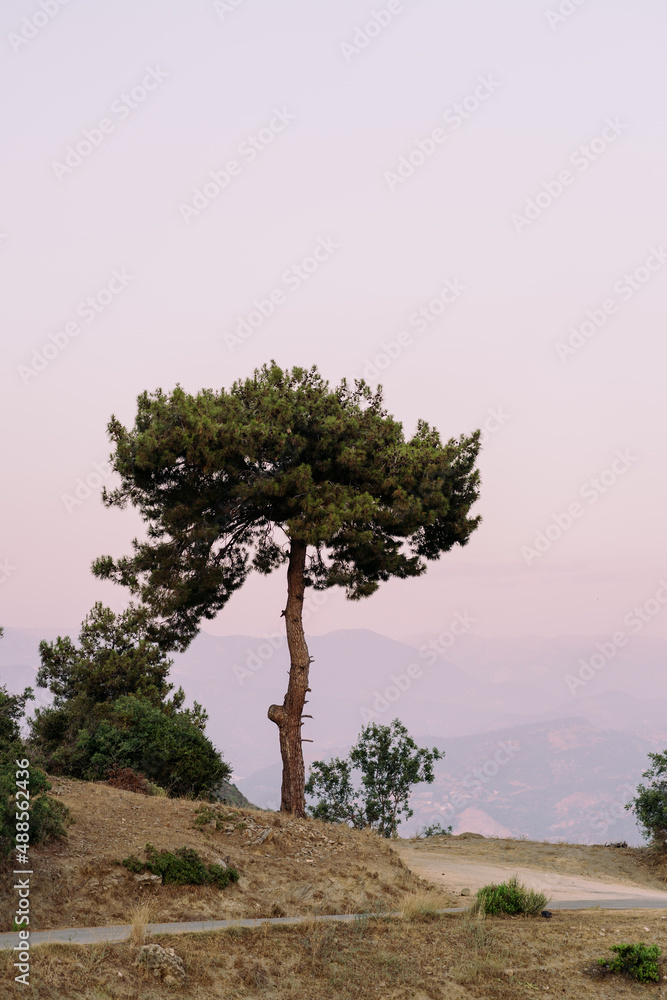 Obraz premium Beautiful tree in the mountains with lovely pink sky in background