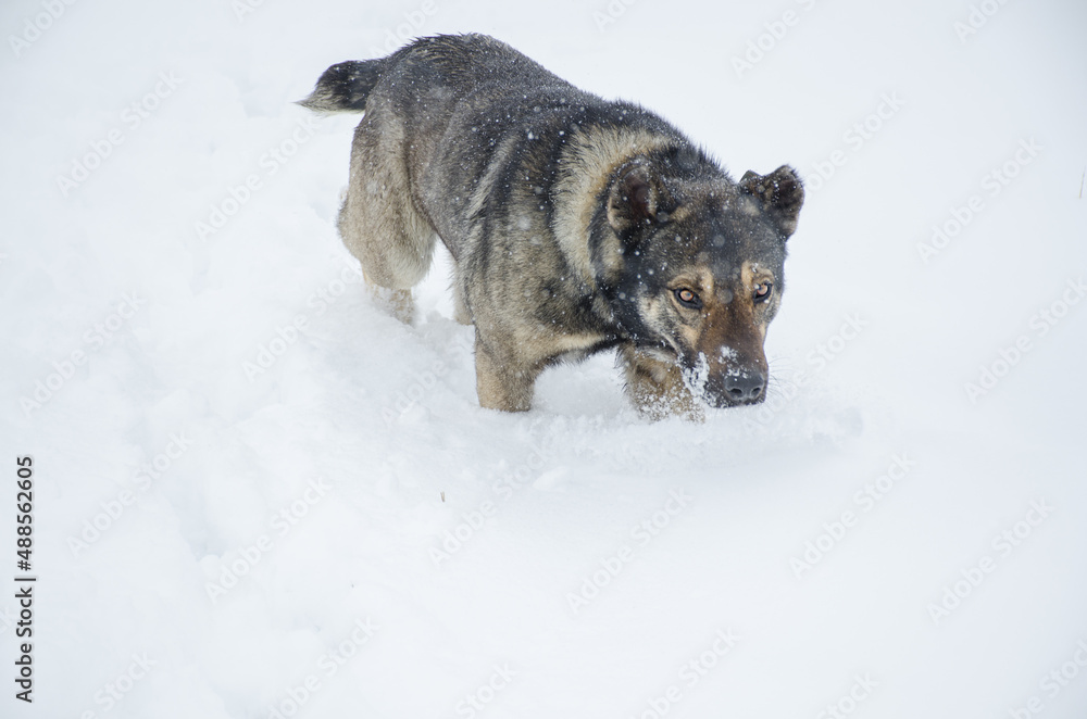 Naklejka premium the dog sniffs the snow