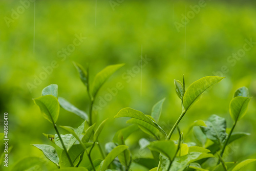 Fresh tea bud and leaves. Rainy day at tea plantations.
