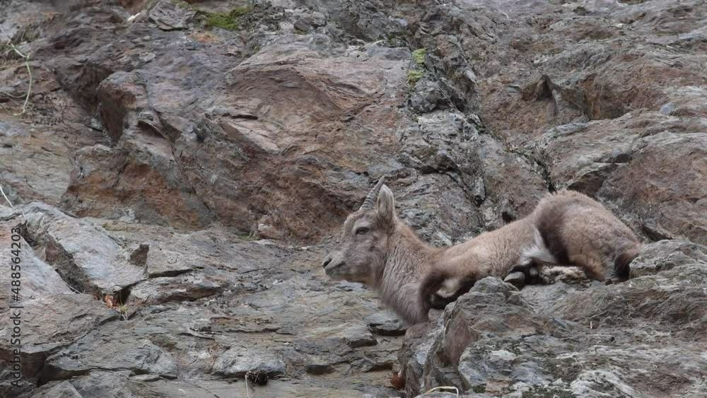 Young ibex eats grass on mountain wall (Capra ibex) Young ibex eats grass on mountain wall (Capra ibex)