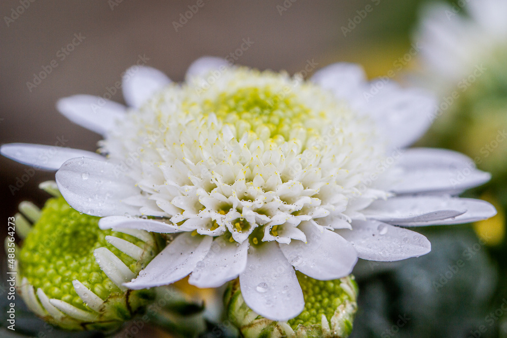 © Diana Hlachová - close up detail of White chrysanthemum flowers or Dahlia flower. Macro photo detail. © Diana Hlachová - close up detail of White chrysanthemum flowers or Dahlia flower. Macro photo detail.