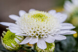 close up detail of White chrysanthemum flowers or Dahlia flower. Macro photo detail. 