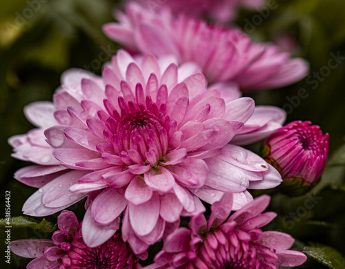 Beautiful deep pink mums flowers is blooming in pot at flower market blurred background   pink chrysanthemum in close up photo detail