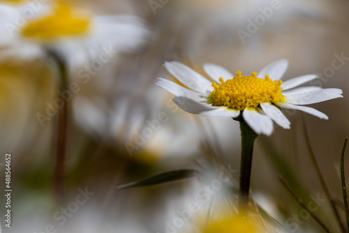 Close de flores amarelas com petalas brancas  margarida 