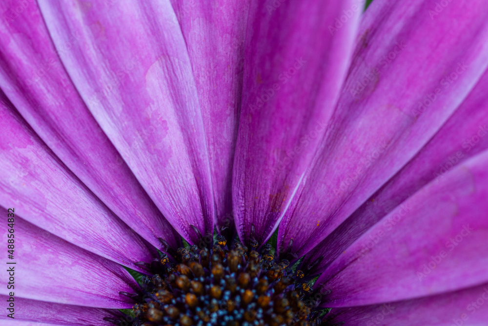 Extreme close-up of a purple osteospermum ecklonis flower full frame. Selective focus of african daisy. Extreme close-up of a purple osteospermum ecklonis flower full frame. Selective focus of african daisy.