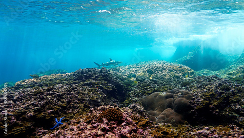 Blacktip reef in the shallow water at a coral reef
