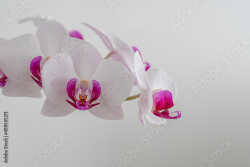 Weisse Orchidee isoliert auf weiss