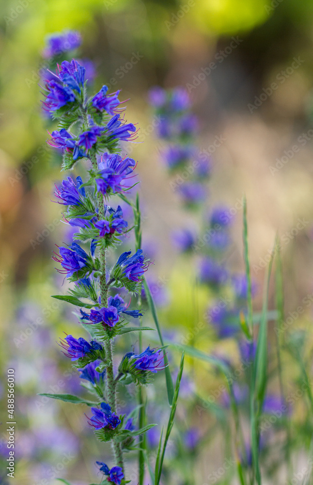 Honey Bee Collects Nectar from Purple Flower in Czech Republic. Blueweed (Echium Vulgare) also know as Viper's Bugloss is a Flowering Plant n the Borage Family Boraginaceae.