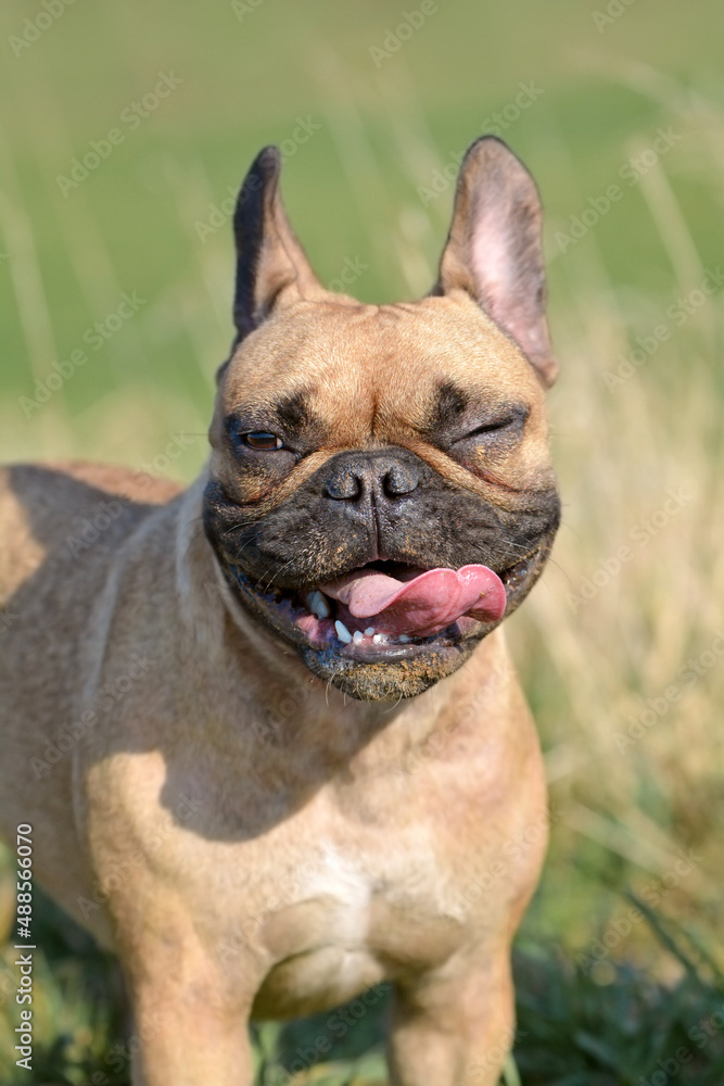 Cute French Bulldog dog with funny face with winking eye and tongue sticking out