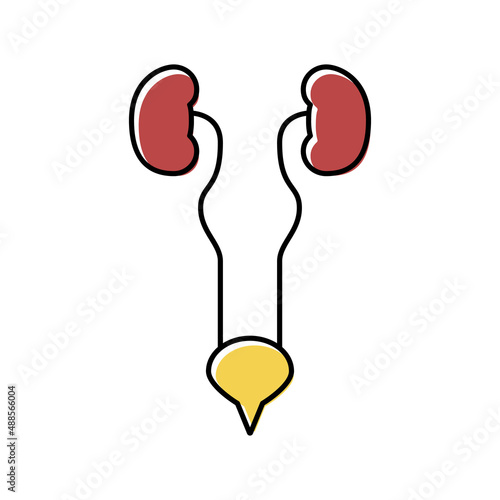 urinary system color icon vector illustration