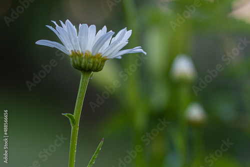 Leucanthemum x superbum 'Becky' Shasta Daisy Flower White photo