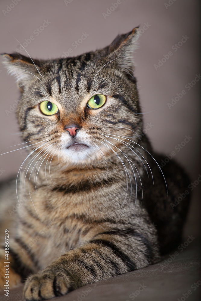 The cat sits on the background looks attentively pet, shelter, portrait