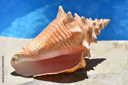 Strombus alatus Florida Fighting Conch Shell by Swimming Pool