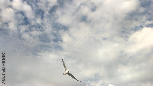 seagull in fly.