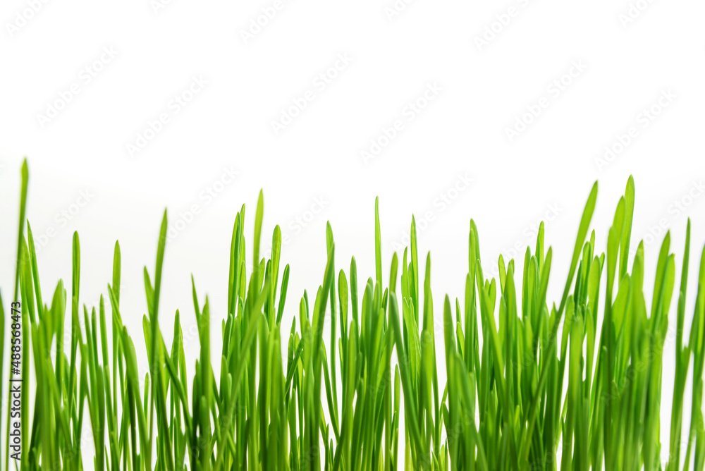 green grass close-up on a white background with copy space and selective focus. green grass close-up on a white background with copy space and selective focus.